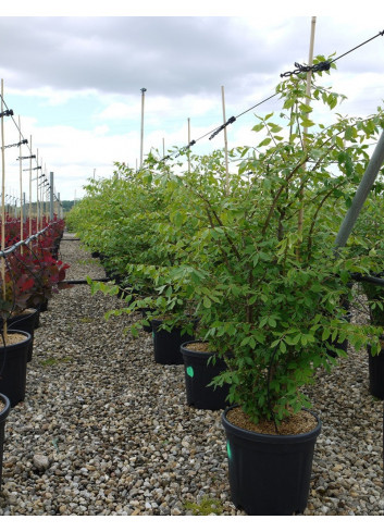 EUONYMUS alatus En pot de 15-20 litres