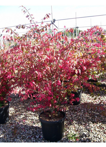 EUONYMUS alatus En pot de 15-20 litres