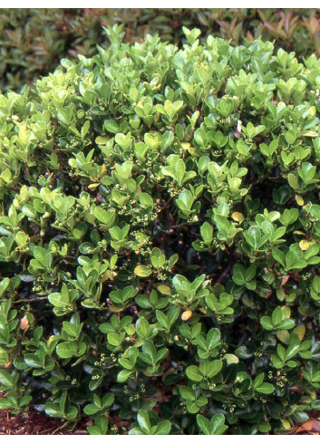 EUONYMUS japonicus