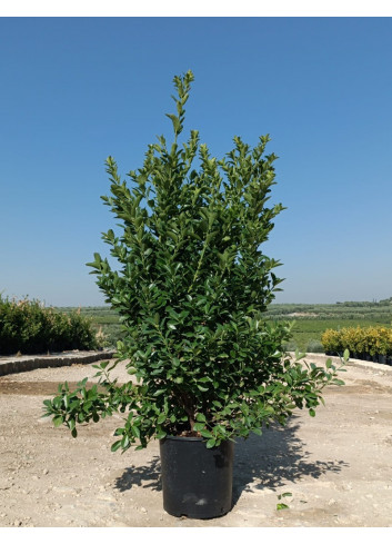 EUONYMUS japonicus En pot de 35-50 litres