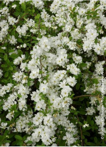 EXOCHORDA macrantha THE BRIDE