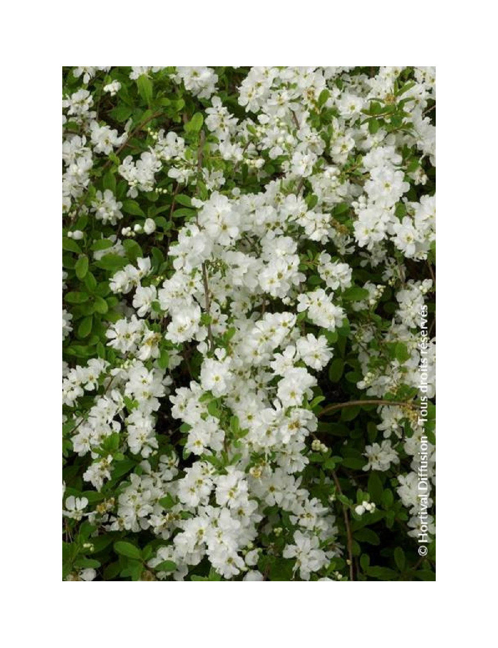 EXOCHORDA macrantha THE BRIDE