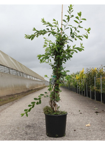 EXOCHORDA macrantha THE BRIDE En pot de 10-12 litres