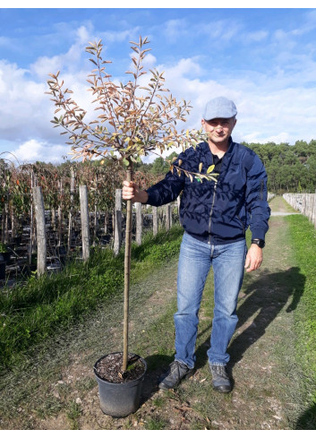 EXOCHORDA macrantha THE BRIDE En pot de 10-12 litres forme tige hauteur du tronc 90-110 cm