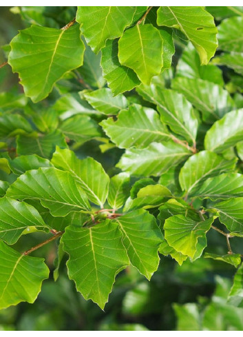 FAGUS sylvatica