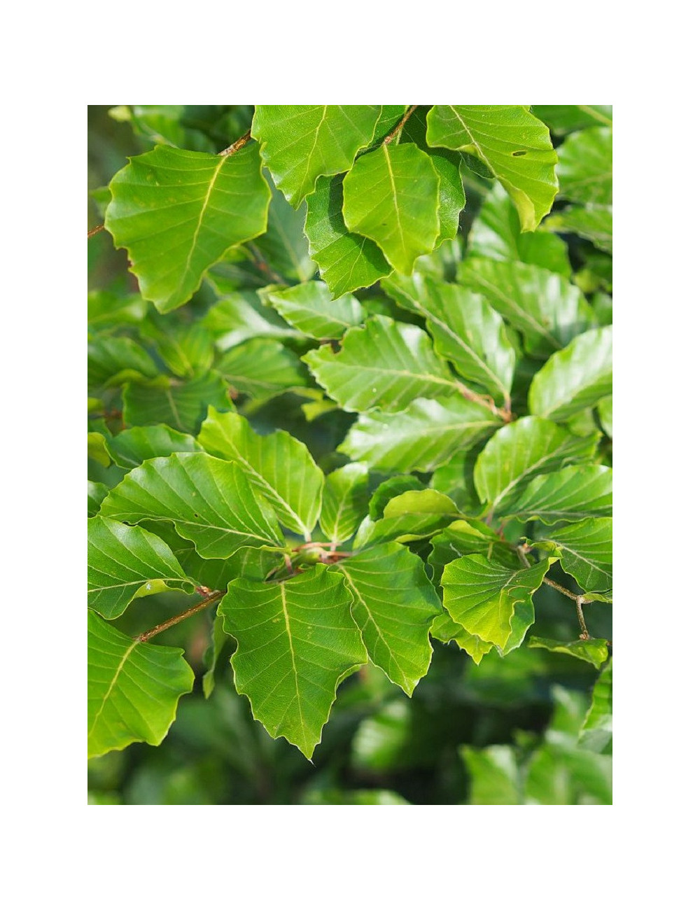 FAGUS sylvatica