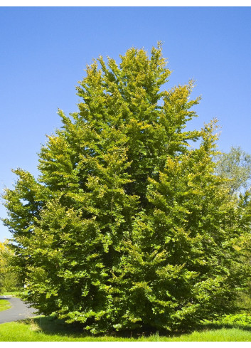 FAGUS sylvatica