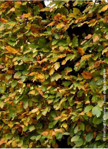 FAGUS sylvatica