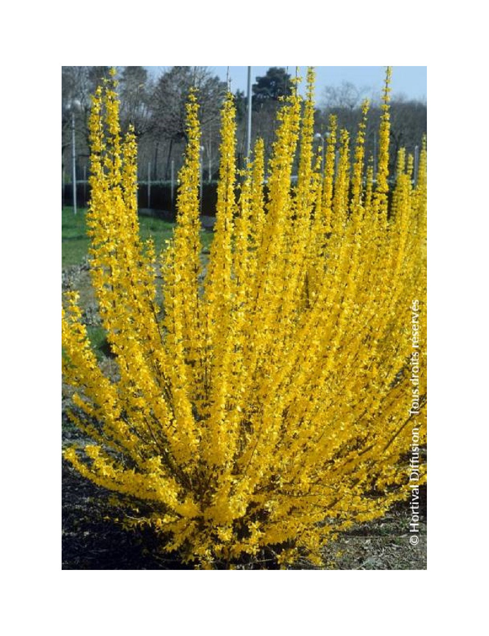 FORSYTHIA intermedia LYNWOOD GOLD