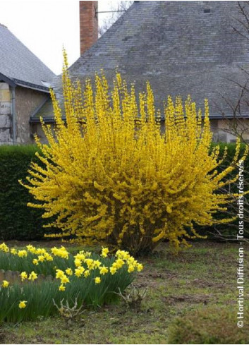 FORSYTHIA intermedia LYNWOOD GOLD