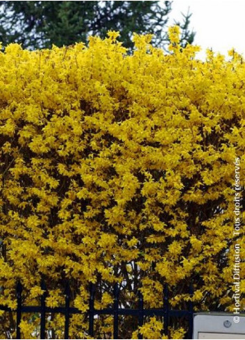 FORSYTHIA intermedia LYNWOOD GOLD