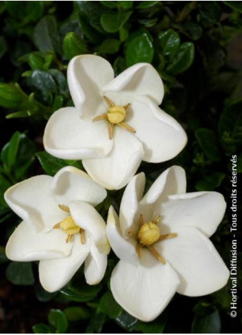 GARDENIA jasminoides KLEIM'S HARDY