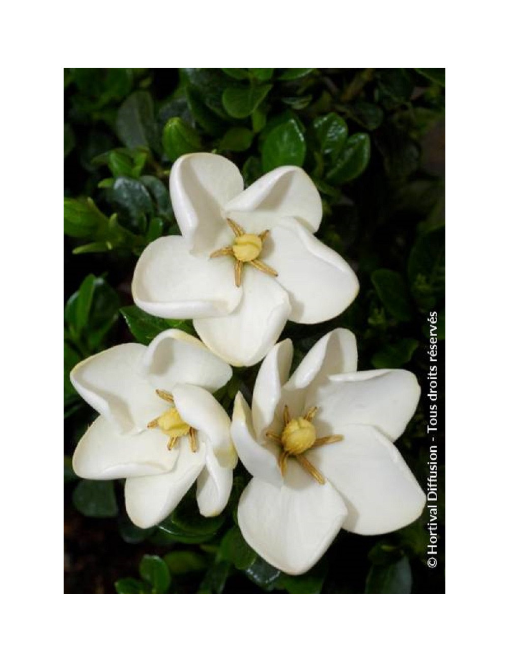 GARDENIA jasminoides KLEIM'S HARDY