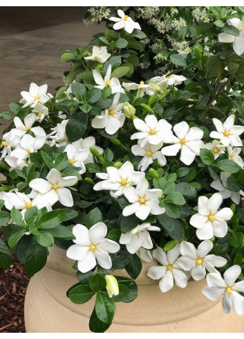 GARDENIA jasminoides KLEIM'S HARDY