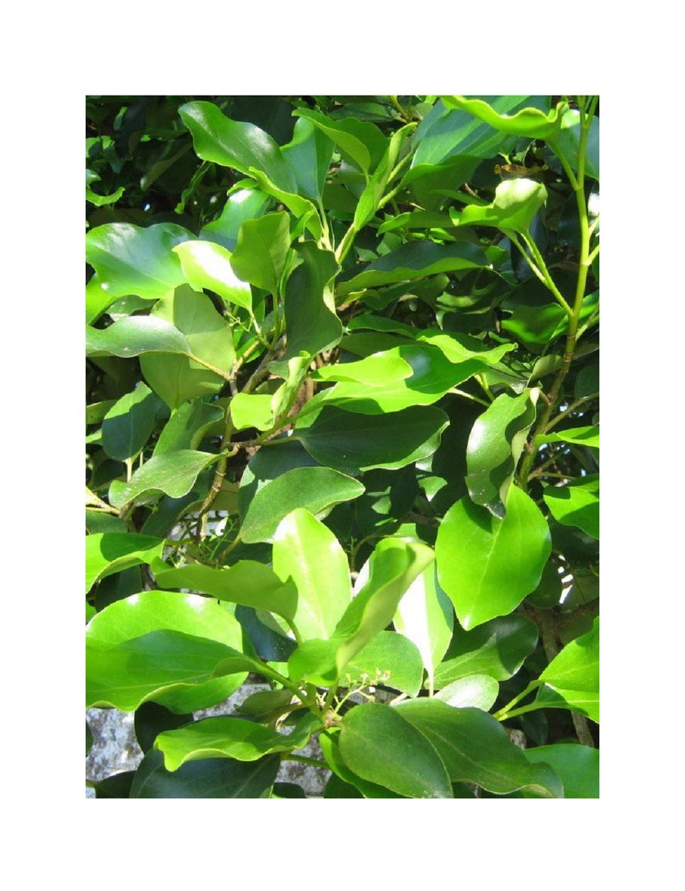 GRISELINIA littoralis