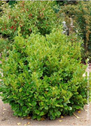 GRISELINIA littoralis