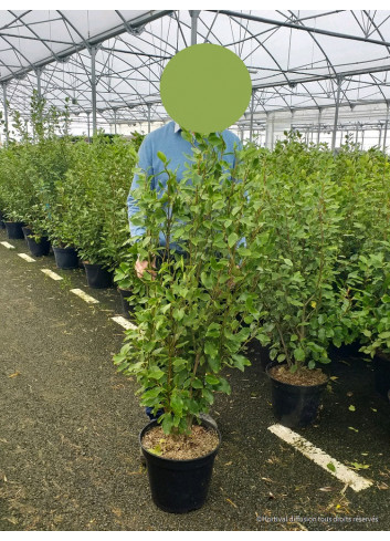 GRISELINIA littoralis En pot de 7-10 litres