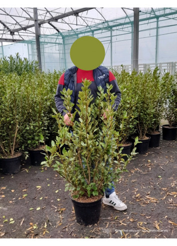 GRISELINIA littoralis En pot de 15-20 litres