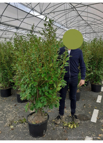 GRISELINIA littoralis En pot de 25-30 litres