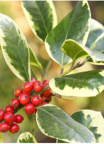 ILEX altaclerensis Golden King