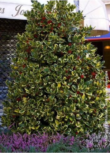 ILEX altaclerensis Golden King