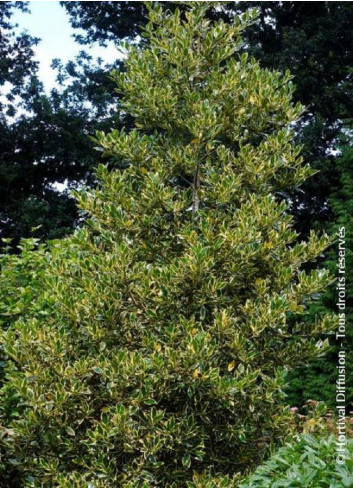 ILEX altaclerensis Golden King