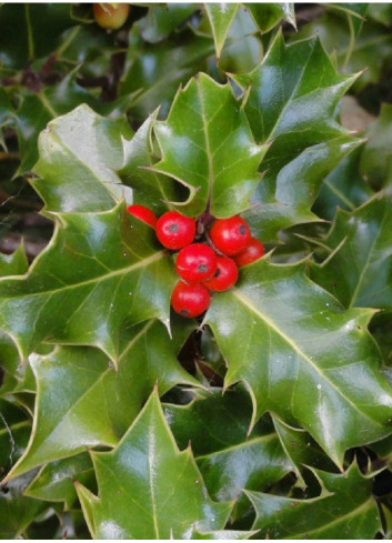 ILEX aquifolium