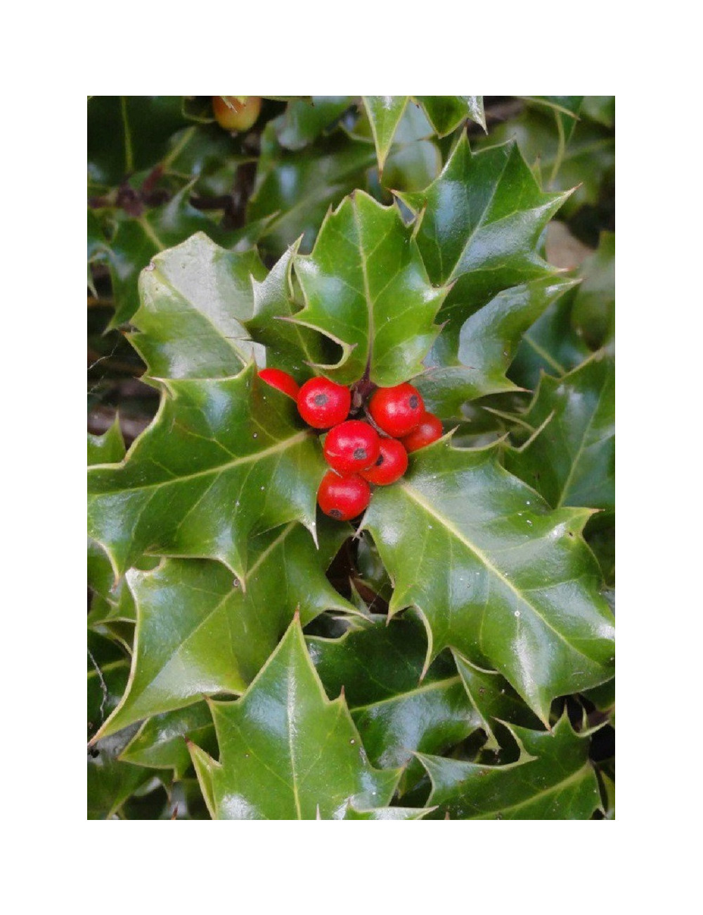 ILEX aquifolium