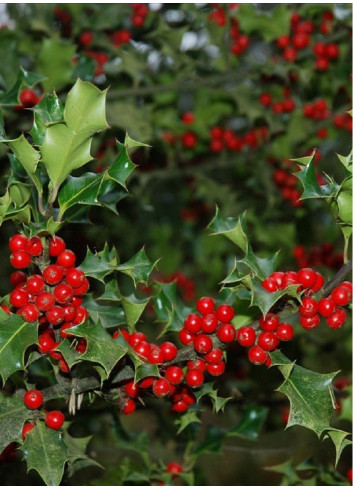 ILEX aquifolium