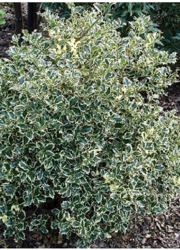 ILEX aquifolium ARGENTEA MARGINATA