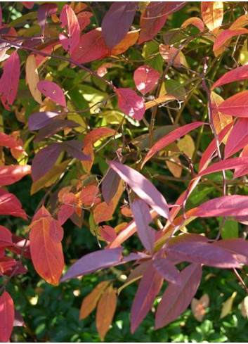 ITEA virginica HENRY'S GARNET