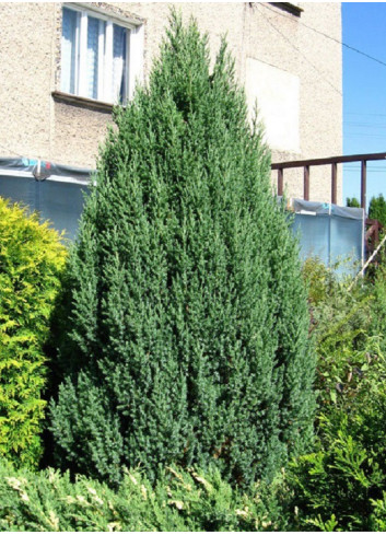 JUNIPERUS chinensis STRICTA