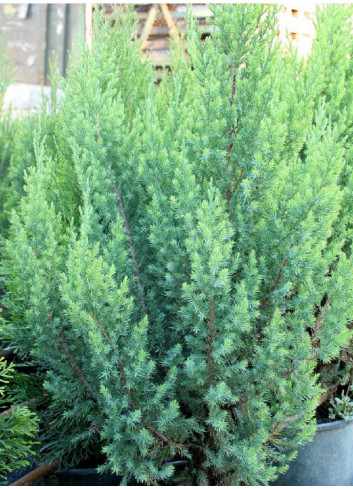 JUNIPERUS chinensis STRICTA