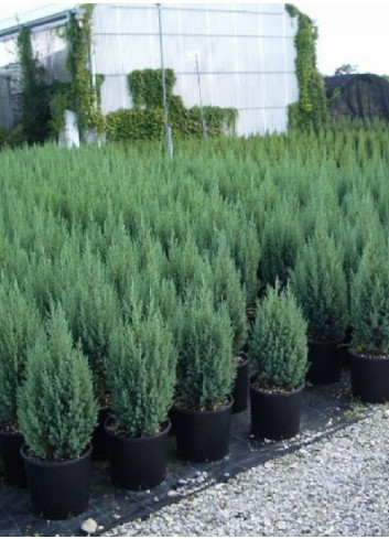 JUNIPERUS chinensis STRICTA