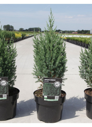 JUNIPERUS chinensis STRICTA En pot de 4-5 litres