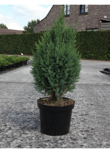 JUNIPERUS chinensis STRICTA En pot de 10-12 litres