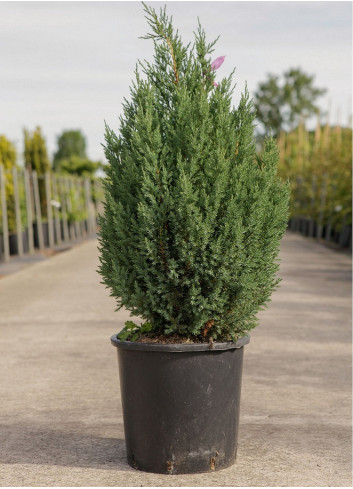 JUNIPERUS chinensis STRICTA En pot de 15-20 litres