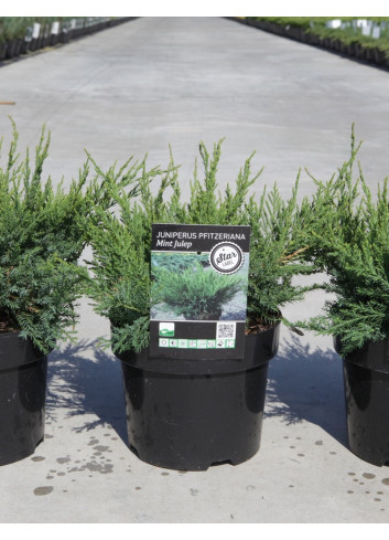 JUNIPERUS media MINT JULEP En pot de 4-5 litres