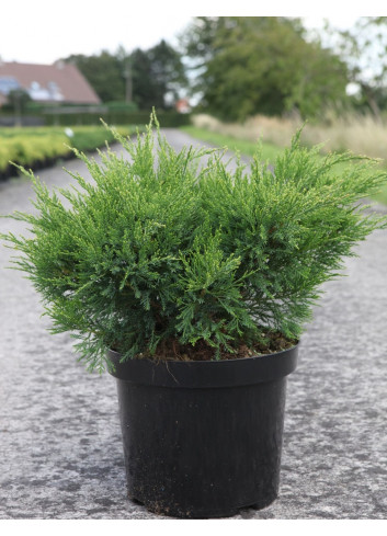 JUNIPERUS media MINT JULEP En pot de 7-10 litres