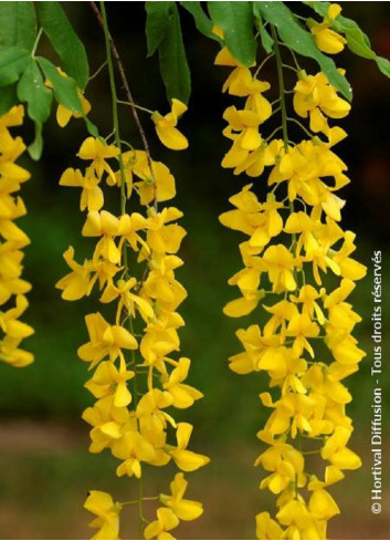 LABURNUM anagyroides