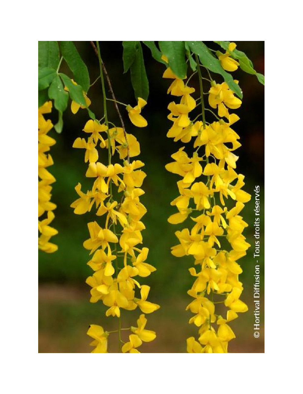 LABURNUM anagyroides