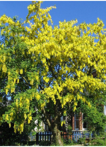 LABURNUM anagyroides