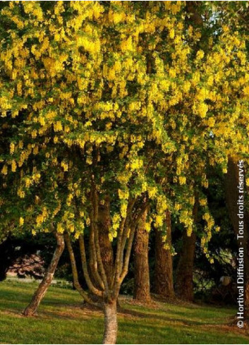 LABURNUM anagyroides