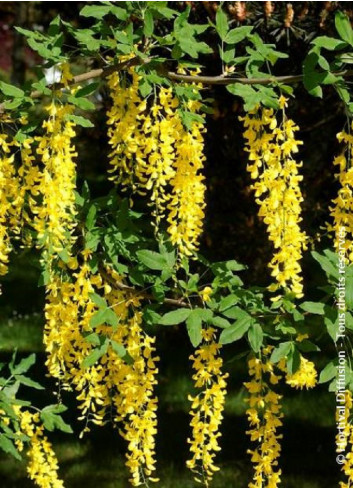 LABURNUM anagyroides