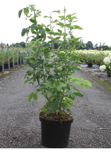 LABURNUM anagyroides En pot de 10-12 litres