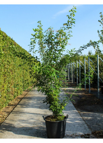 LABURNUM anagyroides En pot de 70-90 litres