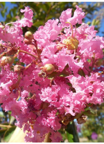 LAGERSTROEMIA MONTBAZILLAC