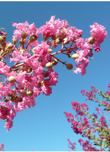 LAGERSTROEMIA MONTBAZILLAC