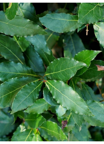 LAURUS nobilis