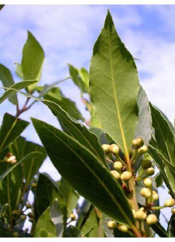 LAURUS nobilis